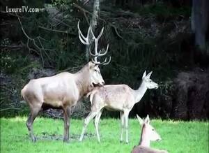 Deer Having Sex - Hardcore zoo sex video featuring two deer fucking in the wild - ZeusPorn