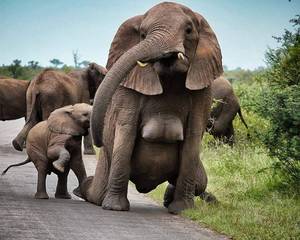 elephant tits - Ever see an elephant's boobs?