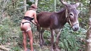 Donkey Bestiality Porn - Donkey Animal Porn