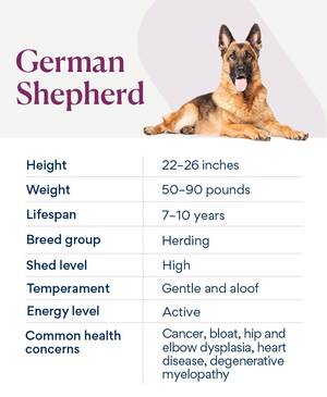 German Shepherd Porn Sites - German Shepherd Dog Breed Health and Care | PetMD