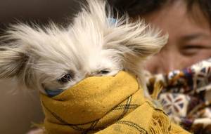 k9 porn 40s - #scarf #dog #sandstorm