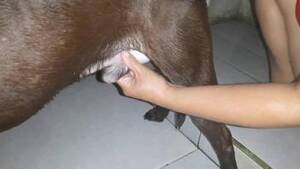 naked amateur smart - Amateur Animal Porn, page 10