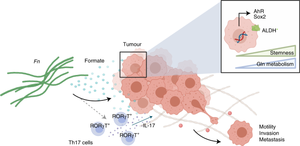 Miranda Cosgrove Rare Anal - The gut microbial metabolite formate exacerbates colorectal cancer  progression | Nature Metabolism