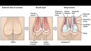 ass masturbation techniques - masturbation techniques for men. stimulation of the perianal area and anus.  - XVIDEOS.COM