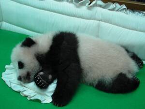 Asian Panda Porn - Panda pornography - Wikipedia
