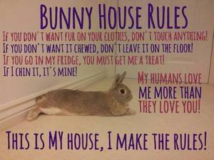 Funny Bunny Porn - Rabbit Ramblings: Funny Bunny Memes Yep bunnies have attitude lol