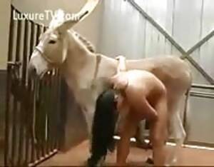 bbw donkey sex - Naked woman sex with a donkey - Extreme Porn Video - LuxureTV