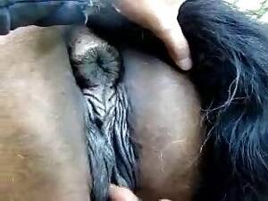 Mare Vagina Porn - Big Vulva Fist