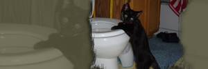 Black Cat Peeing - Routine Cat Barf
