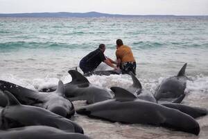 brazil nudists album search - 52 Whales Die After Mass Stranding in Western Australia | Fresh news for  2023