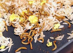 Insect Porn Anthropology - 170 best Insect Recipes images on Pinterest | Edible insects, Bugs and  Insects