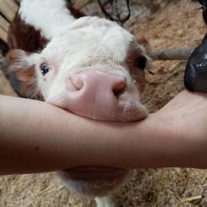 Man Fucks Calf Cow - Munching on my arm : r/Eyebleach