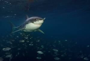 Great White Shark Sex Porn - Rolling and rolling and rolling': the first detailed account of great white  shark sex | Sharks | The Guardian
