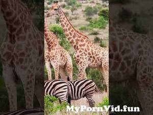 Gay Giraffe Porn - Gay giraffe#krugernationalpark #safari #wildlife #nature #shorts #inclusion  from gay wasmo Watch Video - MyPornVid.fun