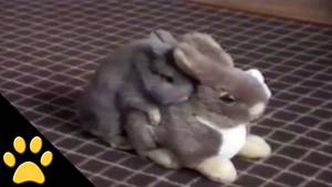 Funny Bunny Porn - Bunny Humping Stuffed Bunny