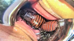 Insect Insertion Anal Porn - mother2.jpg - Vaginal-pussy Insect insertion-unbirth | MOTHERLESS.COM â„¢
