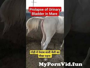 Equine Pony Mare Pussy - Prolapse of bladder in Mare | à¤—à¥‹à¤¡à¤¼à¥€ à¤®à¥‡à¤‚ à¤ªà¥€à¤›à¤¾ à¤ªà¤¡à¤¼à¤¨à¤¾ #equine #viralshorts  #animalover #ytshorts #Mare from mare pussy winking lion sex videos Watch  Video - MyPornVid.fun