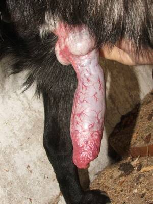 Doggie Cock - canineequine: A nice dog cock for you. Tumblr Porn