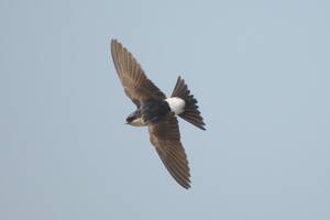 cum forced to barn swallow - Birds of Conservation Concern - Birds on the edgeBirds on the edge