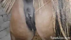Mare Pussy Gets Fucked - Mare pussy getting creampied by a horny, hairy dude