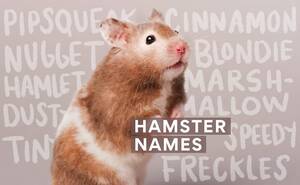 Hamster Porn Dancing Bear - Hamster Names: 100+ Unique Names for Your New Hamster | BeChewy