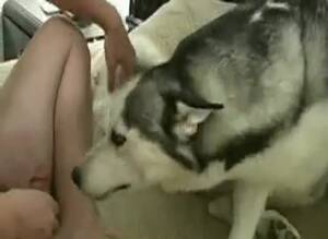 Man Fucks Female Siberian Husky - Husky licks human's pussy in dog porn - Katitube Kinky Sex