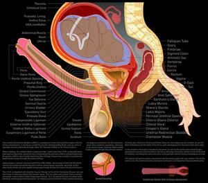 Anatomy Anal Porn - 4014901 - e621