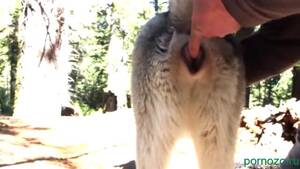 Man Fucks Female Siberian Husky - A guy fucks a husky dog in nature, mp4 download bestiality porn Â» Download  zoo porno videos mp4 and free online