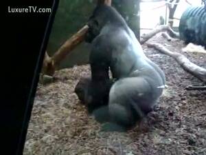 Gorilla Porn - Huge silverback gorilla fucking his cage mate - LuxureTV
