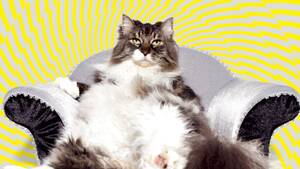 fat chick cat - In Search of the Heart of the Online Cat-Industrial Complex | WIRED