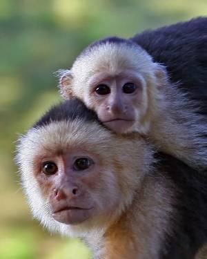 Monkey Watch Porn - This image of a white-faced capuchin monkey mother and baby was captured in  the Costa Rican rain forest.