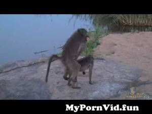 Baboon Fucks Woman - Love is in the air; mating time for the Chacma Baboon! from babon fuck girl  Watch Video - MyPornVid.fun