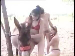 Donkey Bestiality Porn - Donkey orgie - Bestialitylovers - Watch Free Porn Video