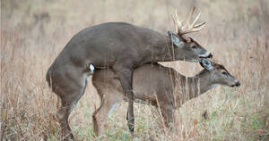 Deer Having Sex - What I've Learned Watching Deer Have Sex | MeatEater Wired To Hunt