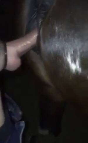 Man Fucks Mare - Lucky guy with a huge cock fucks a mare