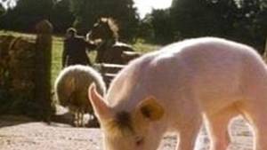Babe Pig Movie Porn - Trailer