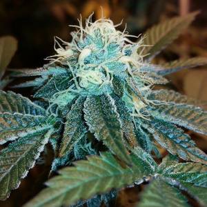 Fairy Tail Porn Marijuana - weedporndaily: Day 34 Candyland (GDP Ã— Bay Platinum Cookies ) #FadedFarms  by bay_area_grown