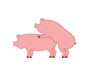 asian pig sex - Pig sex. Piggy intercourse. Pigs isolated. Farm Animal reproduction Stock  Vector | Adobe Stock