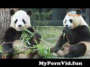 Asian Panda Porn - Panda Porn! (Pandas Pt 4) from mainland china39s porn giant makes lewd new  eve Watch Video - MyPornVid.fun