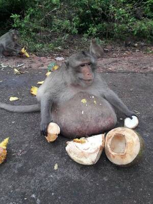 fat naked monkey - Tragic life of Uncle Fatty - obese monkey who ate himself to death after fat  camp hell - Daily Star
