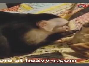 Monkey Fucks Woman - Monkey Fucking Woman Videos - Free Porn Videos