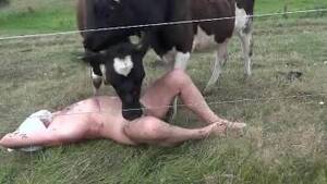 Lady Cow Porn - Cow sex Animal Porn, page 4