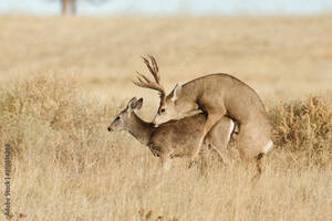Deer Having Sex - Deer having sex in a field Stock Photo | Adobe Stock