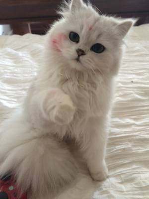 Cat Porn - ((not actual cat porn))