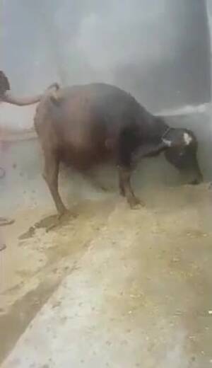 Buffalo Sex Porn - man fuck buffalo