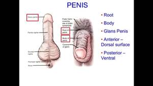 anal masturbation tutorial - masturbation techniques for men. stimulation of anus and prostate gland. -  XVIDEOS.COM