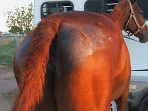 Mare Butt Porn - Beautiful! The show was in two weeks. The thought of me taking her looking  like this? Toast. While the hair loss does not affect her movement, it just  looks ...