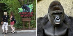 gorilla dick anal - Gorilla World at Cincinnati Zoo, Harambe
