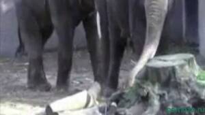 Elephant Porn Video - Elephant porn zoo