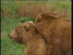 Grizzly Bear Porn - Rare zoophilia fucking movie features two enormous wild bears screwing on a  hot summer day - LuxureTV